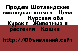 Продам Шотландские вислоухие котята › Цена ­ 5 000 - Курская обл., Курск г. Животные и растения » Кошки   
